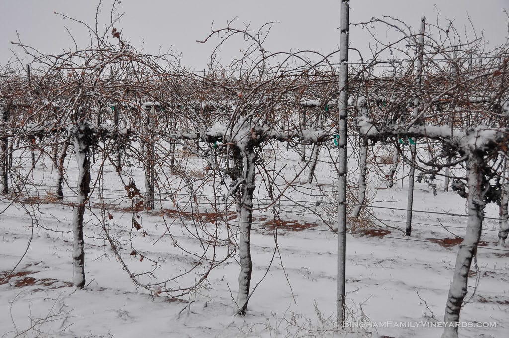 15.01.22_ _058-web | Bingham Family Vineyards 15.01.22_ _058-web