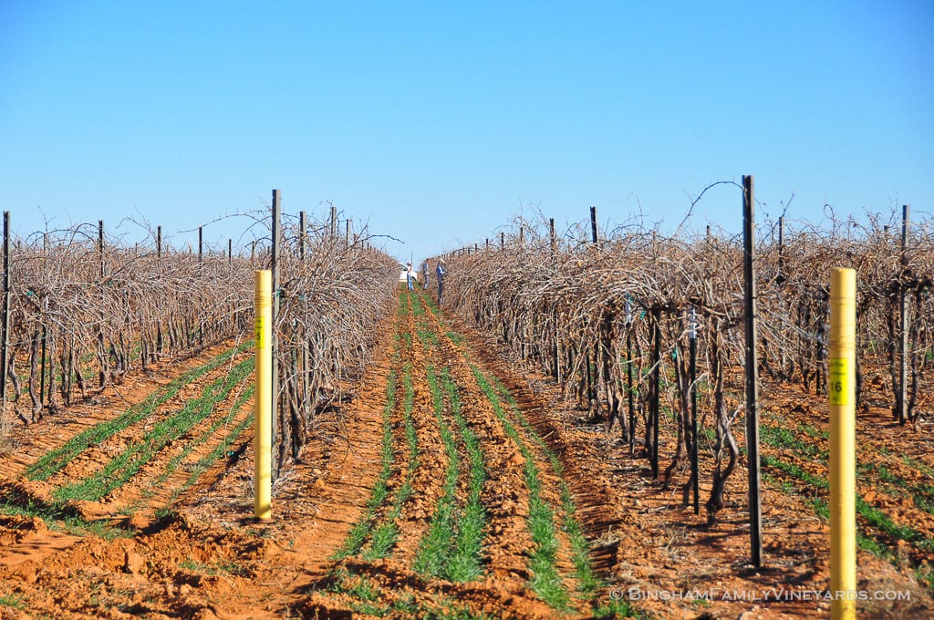 15.02.06_vineyard_003-web | Bingham Family Vineyards 15.02.06_vineyard_003-web