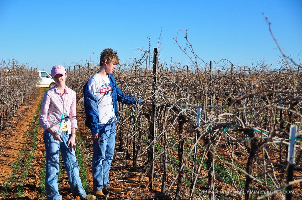 15.02.06_vineyard_021-web | Bingham Family Vineyards 15.02.06_vineyard_021-web