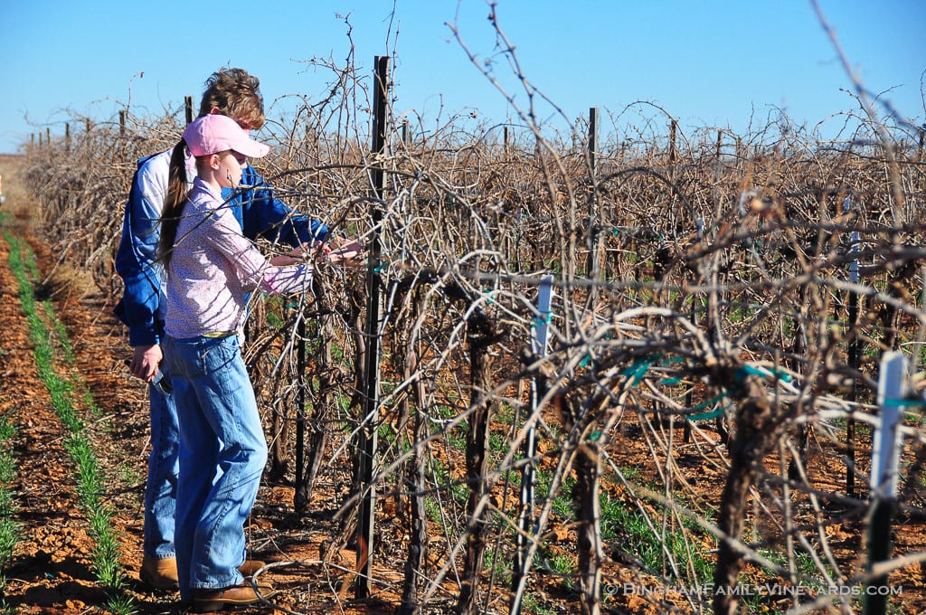 15.02.06_vineyard_027-web | Bingham Family Vineyards 15.02.06_vineyard_027-web