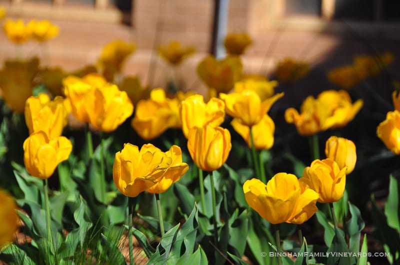 15.03.24_YellowTulips_003-web | Bingham Family Vineyards 15.03.24_YellowTulips_003-web
