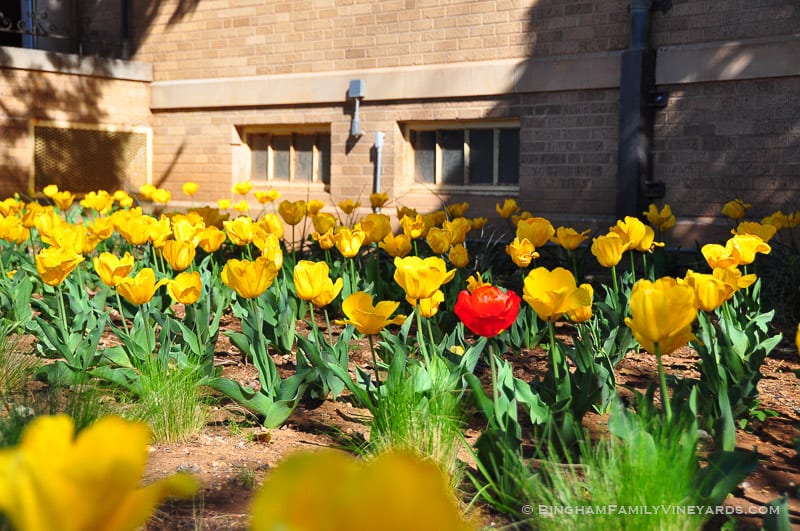 15.03.24_YellowTulips_005-web | Bingham Family Vineyards 15.03.24_YellowTulips_005-web