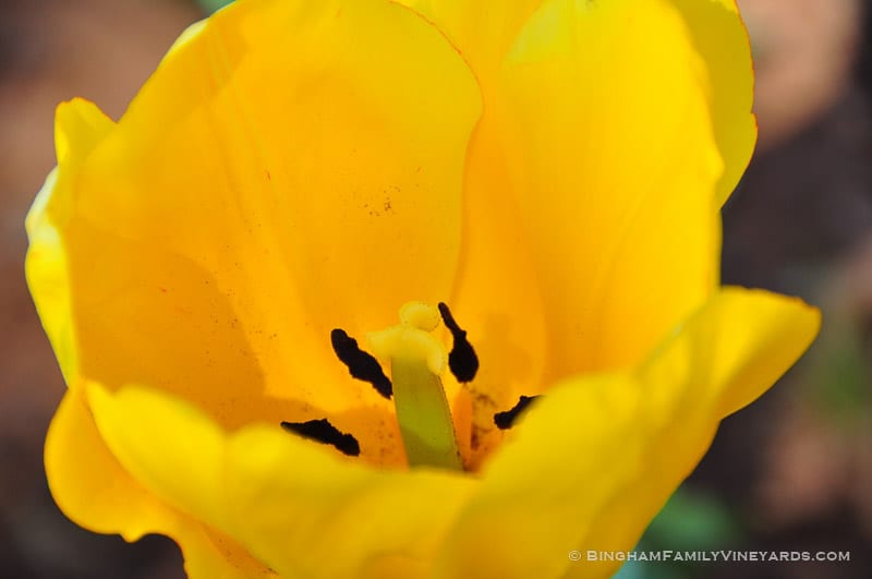 15.03.24_YellowTulips_008-web | Bingham Family Vineyards 15.03.24_YellowTulips_008-web