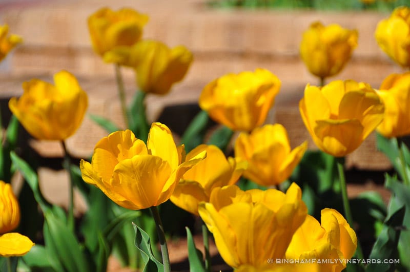 15.03.24_YellowTulips_013-web | Bingham Family Vineyards 15.03.24_YellowTulips_013-web