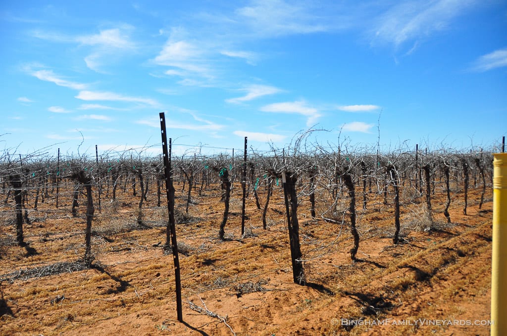 15.03.26_ _007-web | Bingham Family Vineyards 15.03.26_ _007-web