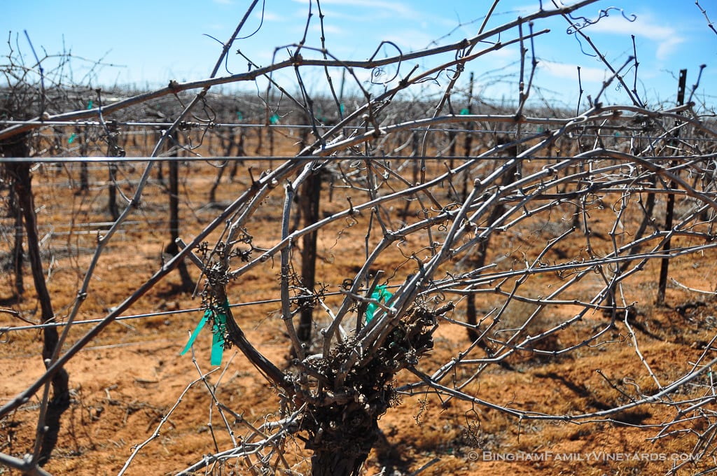 15.03.26_ _008-web | Bingham Family Vineyards 15.03.26_ _008-web