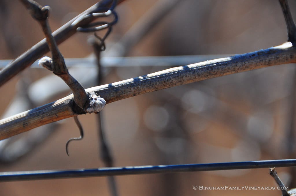 15.03.26_ _010-web | Bingham Family Vineyards 15.03.26_ _010-web