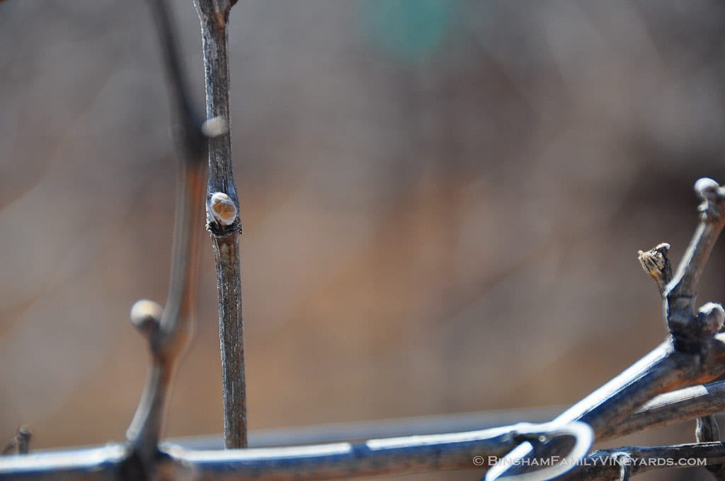 15.03.26_ _013-web | Bingham Family Vineyards 15.03.26_ _013-web