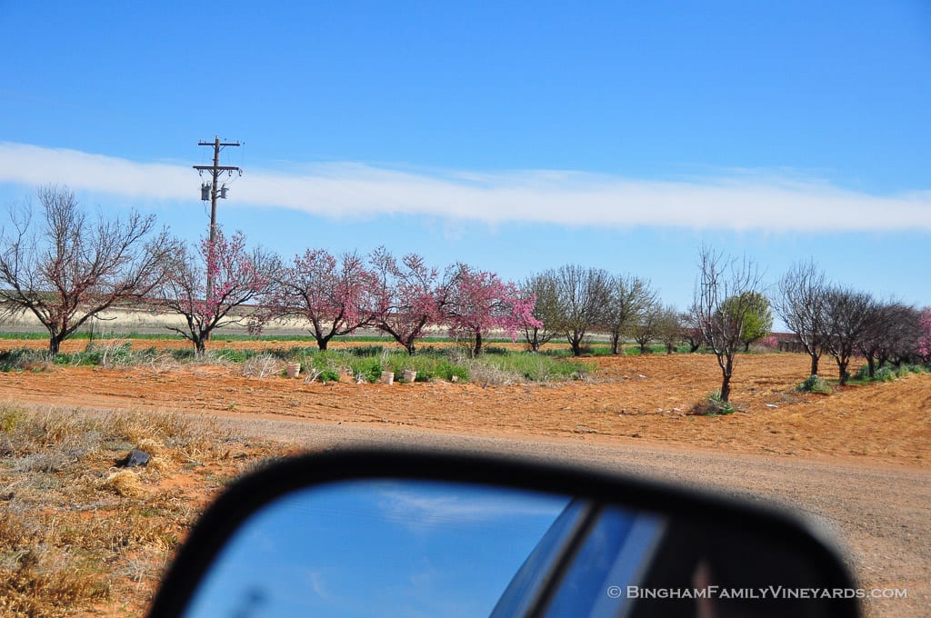 15.03.26_ _014-web | Bingham Family Vineyards 15.03.26_ _014-web