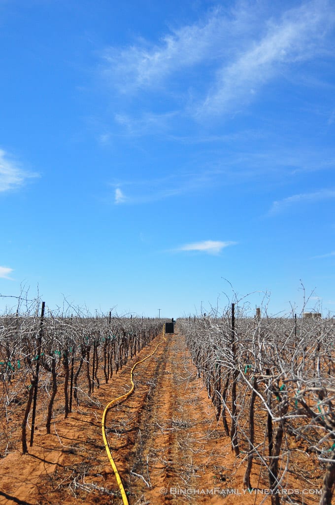 15.03.26_ _017-web | Bingham Family Vineyards 15.03.26_ _017-web