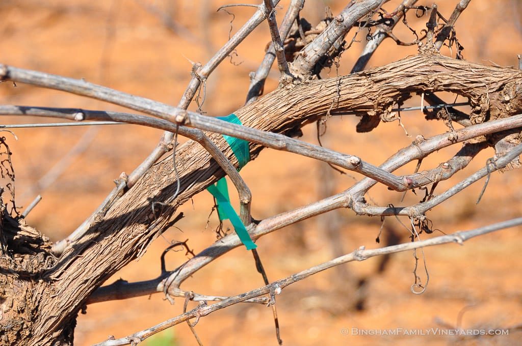 15.03.26_ _026-web | Bingham Family Vineyards 15.03.26_ _026-web