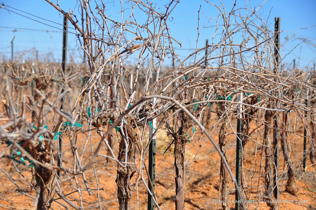 15.03.26_ _027-web | Bingham Family Vineyards 15.03.26_ _027-web