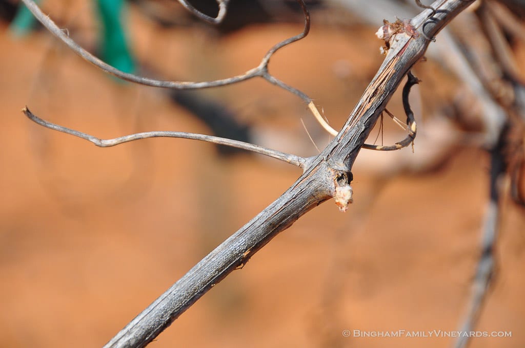 15.03.26_ _030-web | Bingham Family Vineyards 15.03.26_ _030-web