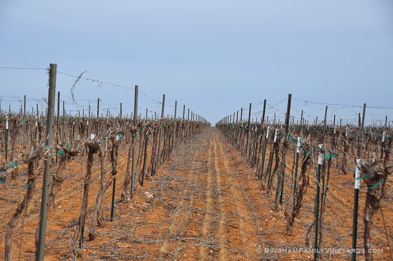 15.03.30_untitled_003-web | Bingham Family Vineyards 15.03.30_untitled_003-web