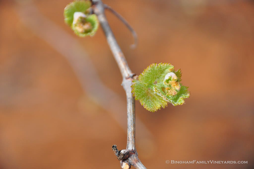 15.03.31_Viognier_002-web | Bingham Family Vineyards 15.03.31_Viognier_002-web
