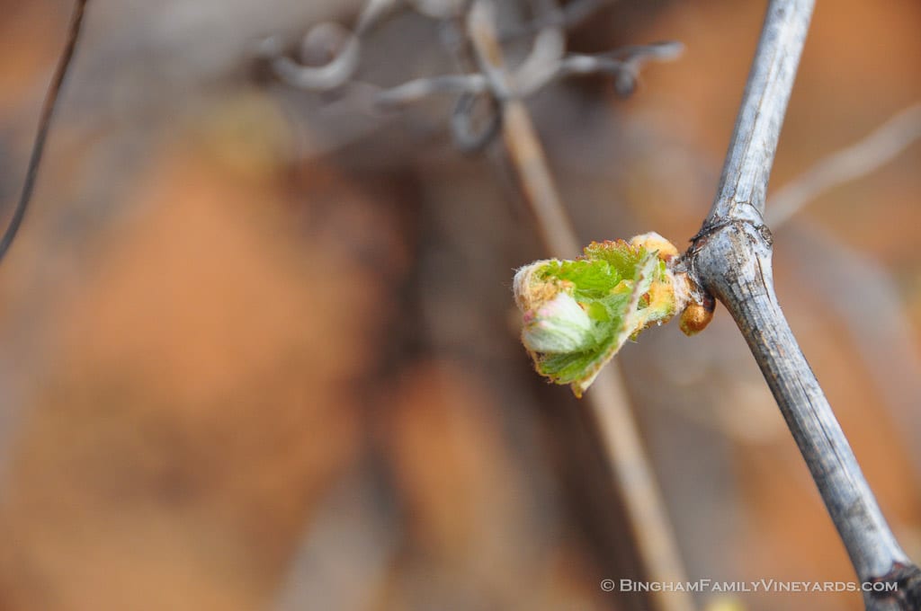 15.03.31_Viognier_003-web | Bingham Family Vineyards 15.03.31_Viognier_003-web