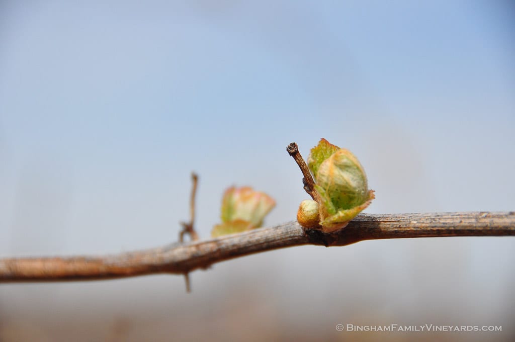 15.03.31_Viognier_004-web | Bingham Family Vineyards 15.03.31_Viognier_004-web