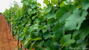vineyard at bingham family vineyards meadow Texas