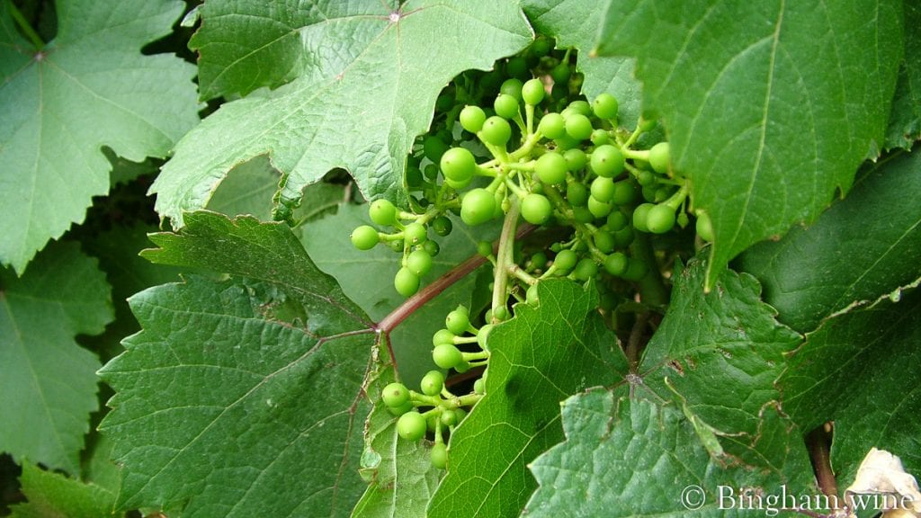 09 05 30 004-1200-web-16x9 | Bingham Family Vineyards vineyard at bingham family vineyards meadow Texas