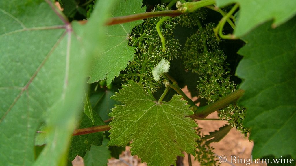 09 05 30 005-1200-web-16x9 | Bingham Family Vineyards vineyard at bingham family vineyards meadow Texas