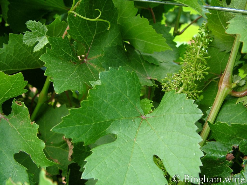 09 05 30 006-1200-web-16x9 | Bingham Family Vineyards vineyard at bingham family vineyards meadow Texas