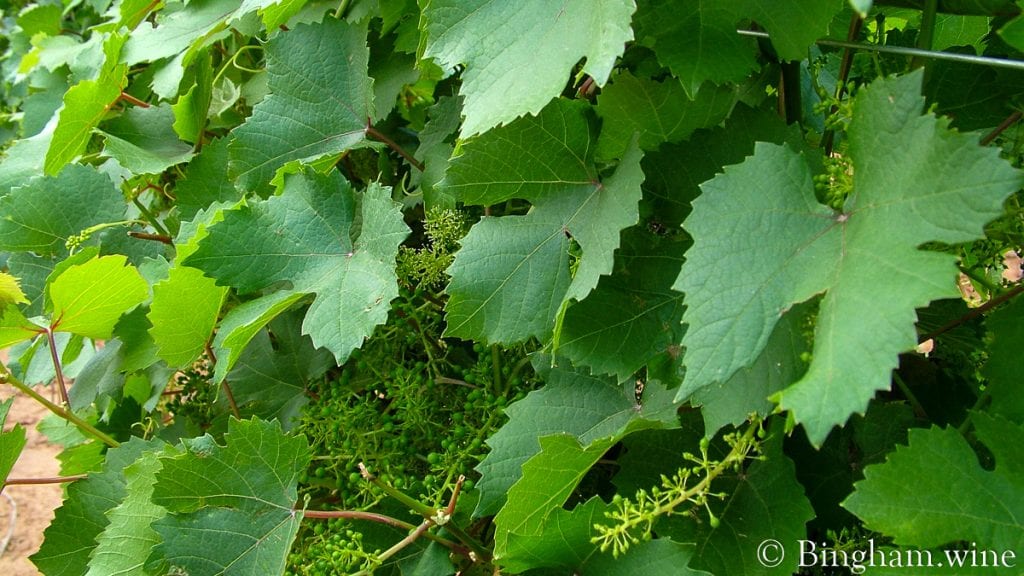 09 05 30 007-1200-web-16x9 | Bingham Family Vineyards vineyard at bingham family vineyards meadow Texas
