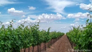 vineyard at bingham family vineyards meadow Texas