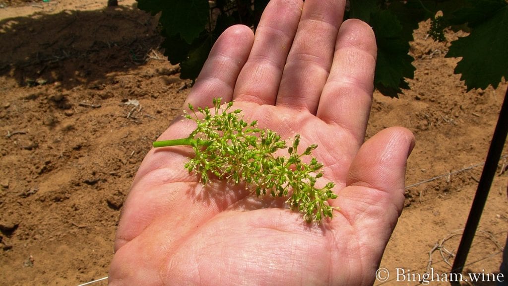 09 05 30 014-1200-web-16x9 | Bingham Family Vineyards baby grape in a mans hands