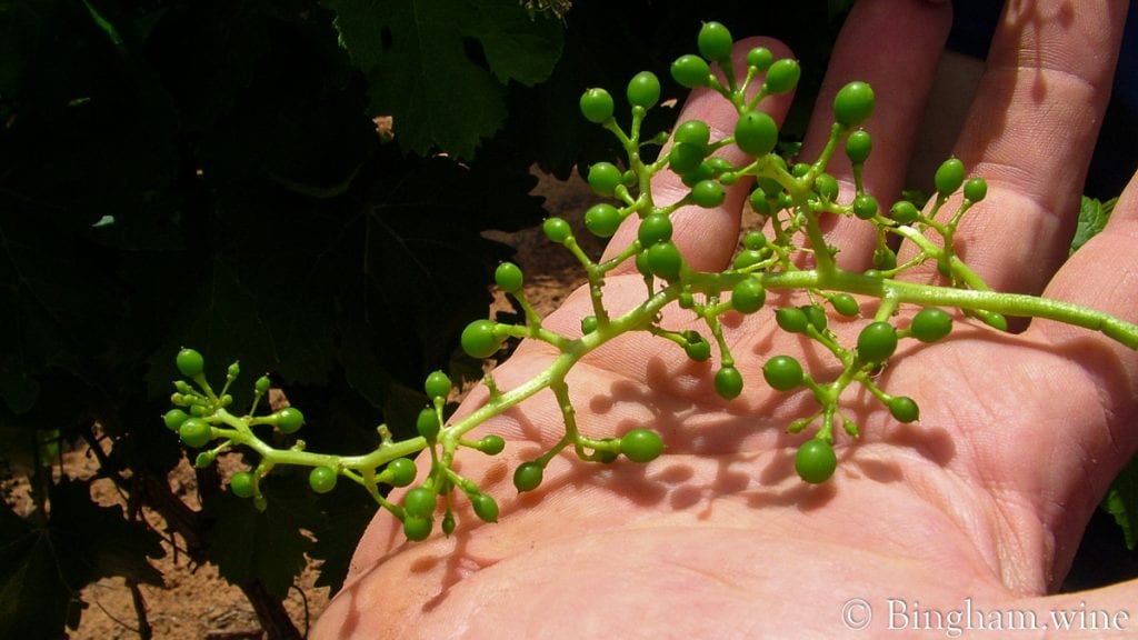 09 05 30 018-1200-web-16x9 | Bingham Family Vineyards baby grape in a mans hands