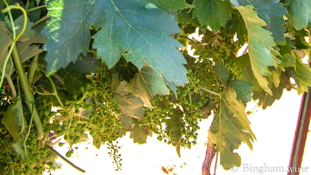 20090530_0030-1200-web-16x9 | Bingham Family Vineyards vineyard at bingham family vineyards meadow Texas