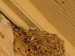 a baby bird in a nest