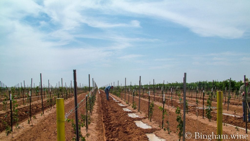 20090617_0047-1200x675(16x9) | Bingham Family Vineyards row watering in vineyard at bingham family vineyards meadow Texas
