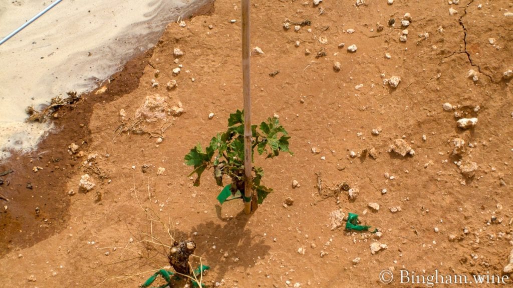 20090617_0054-1200x675(16x9) | Bingham Family Vineyards row watering in vineyard at bingham family vineyards meadow Texas