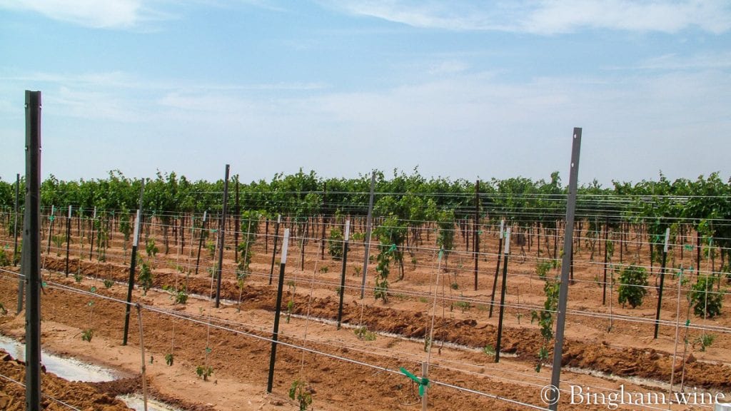 20090617_0056-1200x675(16x9) | Bingham Family Vineyards row watering in vineyard at bingham family vineyards meadow Texas