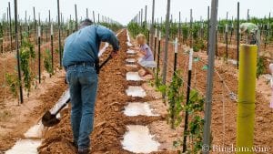 man row watering vineyard at bingham family vineyards meadow Texas