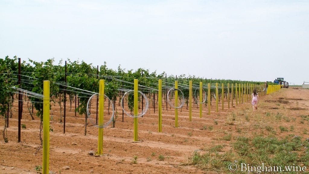 20090617_0067-1200x675(16x9) | Bingham Family Vineyards girl in vineyard