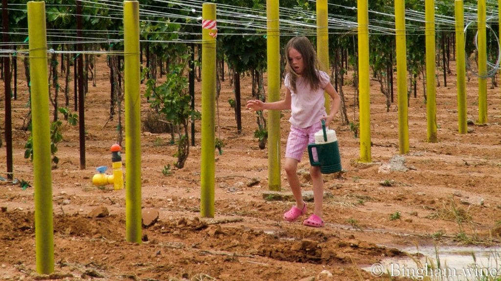 20090617_0069-1200x675(16x9) | Bingham Family Vineyards girl in vineyard