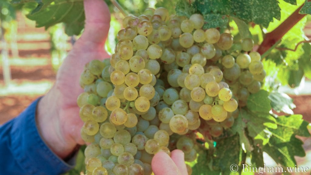 white grape on the vine bingham family vineyards meadow Texas
