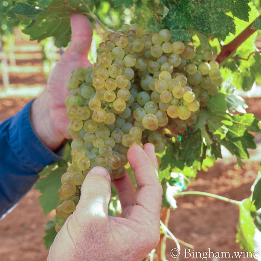 20090824_0002.1200.web.1x1 | Bingham Family Vineyards white grape on the vine bingham family vineyards meadow Texas