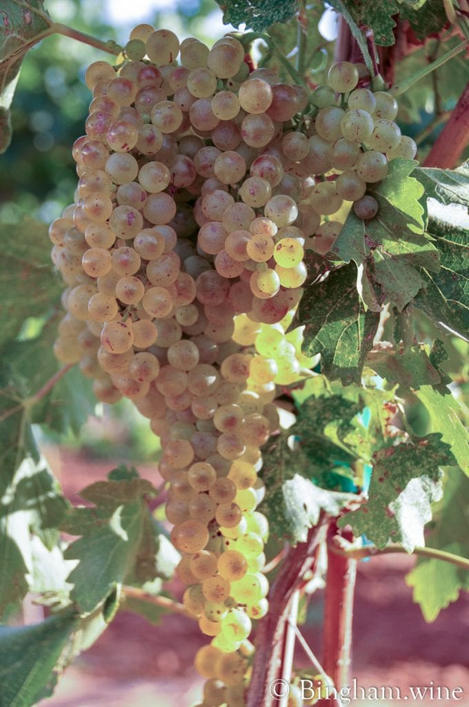 20090824_0018.1200.web.1x1 | Bingham Family Vineyards white grape on the vine bingham family vineyards meadow Texas