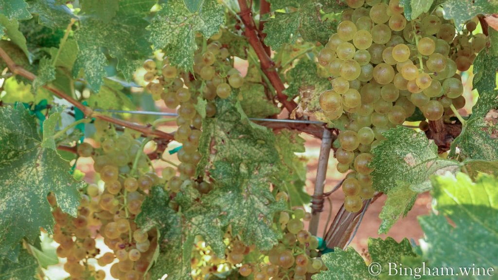 20090824_0024-1200-web-16x9 | Bingham Family Vineyards white grape on the vine bingham family vineyards meadow Texas
