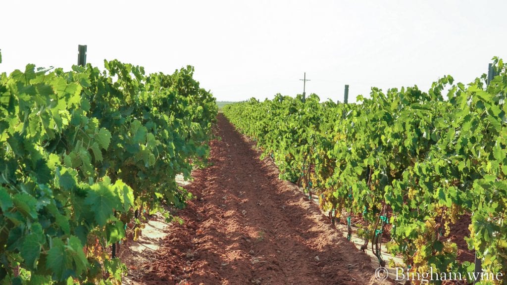 20090824_0026-1200-web-16x9 | Bingham Family Vineyards vineyard at bingham family vineyards meadow Texas