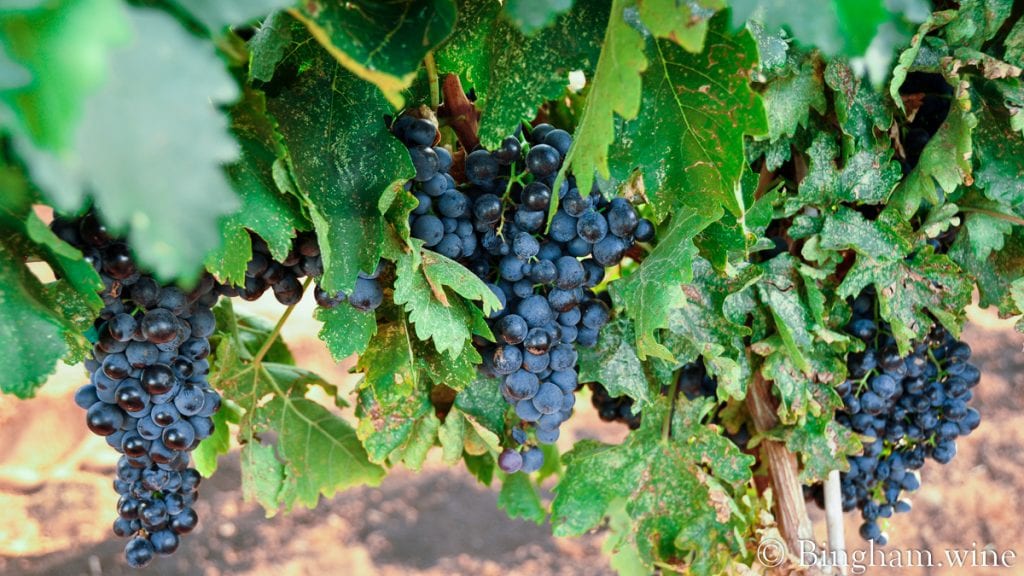 20090824_0035-1200-web-16x9 | Bingham Family Vineyards red grape on the vine bingham family vineyards meadow Texas
