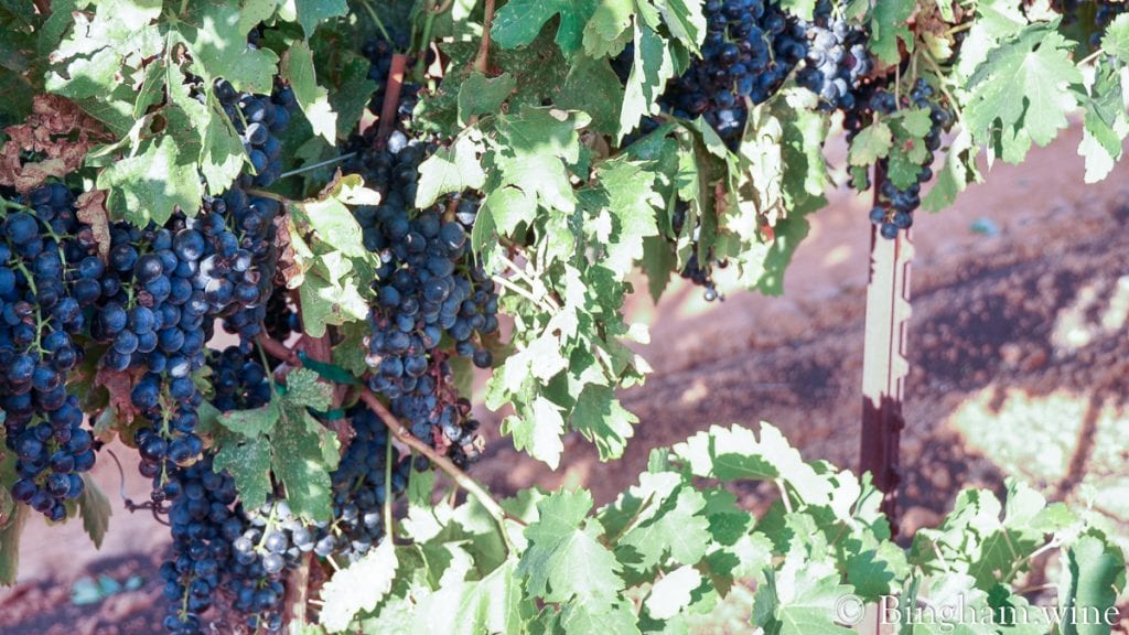 20090824_0036-1200-web-16x9 | Bingham Family Vineyards red grape on the vine bingham family vineyards meadow Texas