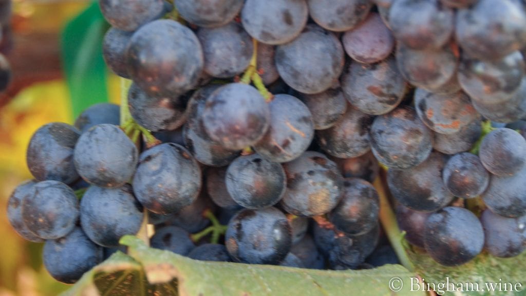 20090824_0038-1200-web-16x9 | Bingham Family Vineyards red grape on the vine bingham family vineyards meadow Texas