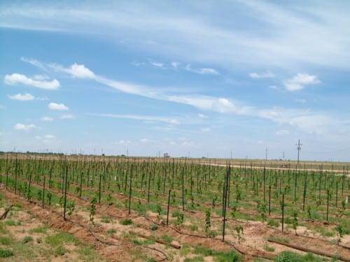 young vineyard at Bingham family Vineyards