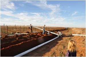 pips about to be put in the vineyard at Bingham Family Vineyards.