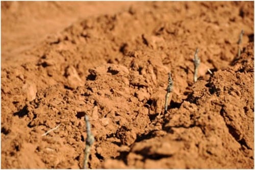 planting vineyards at Bingham Family Vineyards
