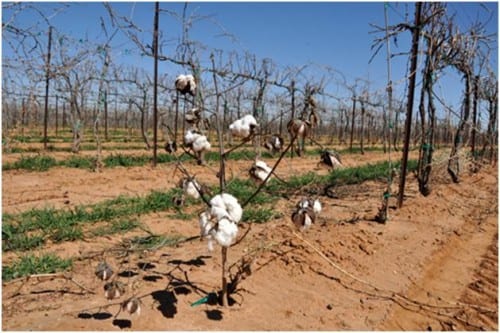 one cotton plant in a vineyard
