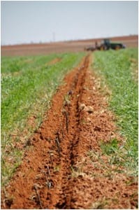 Planting grapes in the rye at Nick’s place